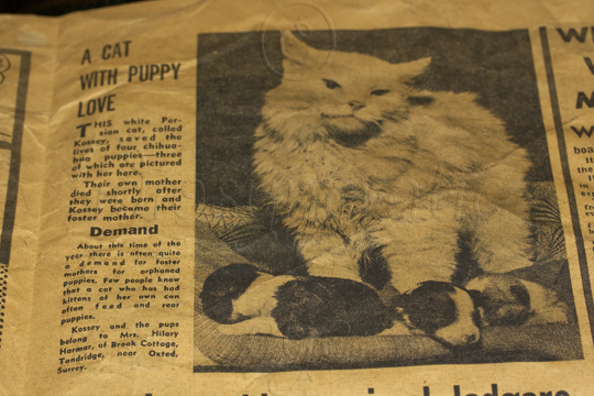 1964 - Cat with Puppies